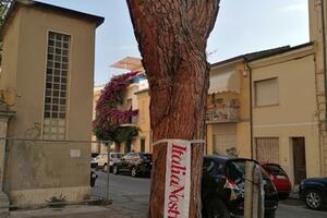 Abbattere il pino secolare di Sant'Andrea a Viareggio sarebbe un atto vandalico: l'appello di Italia Nostra Versilia