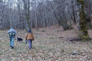 Peste Suina Africana: Guardiaparco impegnati nelle ricerche attive di carcasse di cinghiale nel Parco delle Alpi Apuane. Fondamentale l’ausilio di cani molecolari
