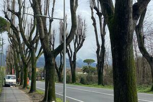 Pietrasanta, in fase di test l&#039;illuminazione della ciclabile lungo viale Apua