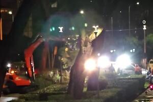 Italia Nostra Versilia: "Viareggio, a via San Francesco continua la mattanza del verde pubblico"