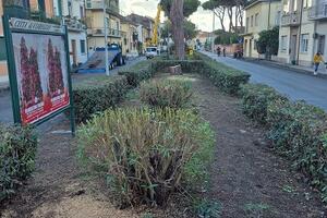 Italia Nostra Versilia: "Verde pubblico a Viareggio, anno zero"