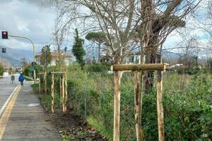 Forte dei Marmi, partiti i lavori di rigenerazione arborea della Via Versilia