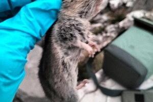 Nuovi siti di presenza nel Parco Regionale delle Alpi Apuane per l'arvicola delle nevi, specie indicatrice dei cambiamenti climatici