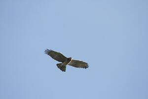 Oltre 5.000 rapaci in volo su Versilia-Alpi Apuane: il 28° Campo autunnale d'osservazione conferma l'importanza internazionale del sito - Record di passaggi del Biancone
