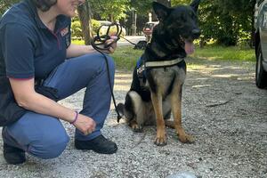 Droga scovata in pineta a Viareggio, grazie al fiuto del cane poliziotto