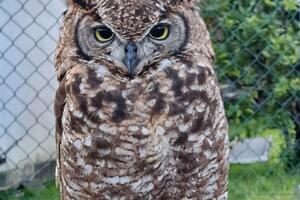 Seravezza: spazio anche agli animali alla fiera di San Giuseppe, presenti cavalli, mucche, asini, capre e rapaci