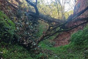 Intervento sul fosso Bruccone a Massarosa. Rimosse le piante che ostruivano il corso d'acqua