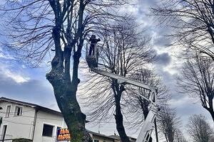 Camaiore: via alla potature dei tigli lungo via Roma a Camaiore
