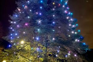 A Stazzema l’albero di Natale più grande e longevo della Versilia