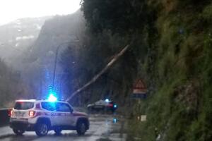 Provinciale di Marina in località Fontaneto, giovedì 19 febbraio bloccata viabilità per la caduta di una pianta