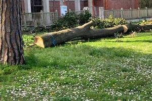 Italia Nostra Versilia: "A Viareggio e in tutta la Versilia manca la cultura del verde pubblico"