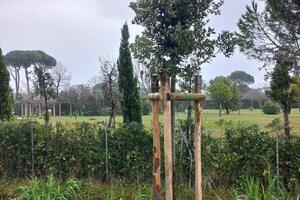 Piantumazioni dei privati, tra novità e nuove regole: Forte dei Marmi consolida la compensazione verde