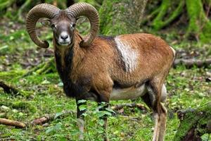 Al via il conteggio primaverile dei mufloni nel Parco delle Alpi Apuane