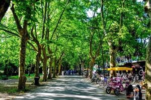 Claudio Grandi, vicepresidente di Italia Nostra Versilia: "La pineta di Ponente ridotta ad un comodo parcheggio dal comune di Viareggio"