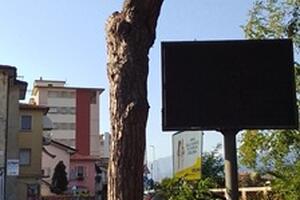 Claudio Grandi di Italia Nostra Versilia: "Evitato l'abbattimento di due pini a Viareggio"