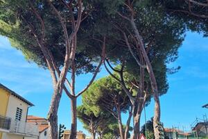 Associazioni ambientaliste: "Cantiere stradale di via Vittorio Veneto rispettare le norme a favore della sicurezza e della salute dei cittadini"