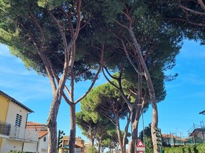 Riqualificazione via Vittorio Veneto da via Trieste a via Garibaldi a Camaiore: le associazioni ambientaliste chiedono di non tagliare i 20 Pini ed Oleandri