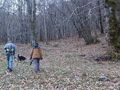 Peste Suina Africana: Guardiaparco impegnati nelle ricerche attive di carcasse di cinghiale nel Parco delle Alpi Apuane. Fondamentale l’ausilio di cani molecolari