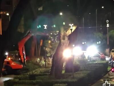 Italia Nostra Versilia: "Viareggio, a via San Francesco continua la mattanza del verde pubblico"