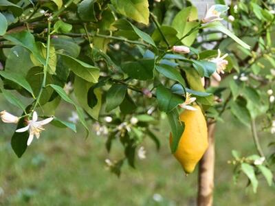 Gli agrumi tra arte e botanica: al via "L'Agrumeta" 2026