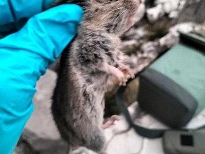 Nuovi siti di presenza nel Parco Regionale delle Alpi Apuane per l'arvicola delle nevi, specie indicatrice dei cambiamenti climatici