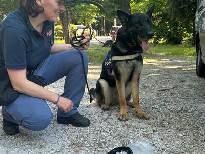 Droga scovata in pineta a Viareggio, grazie al fiuto del cane poliziotto