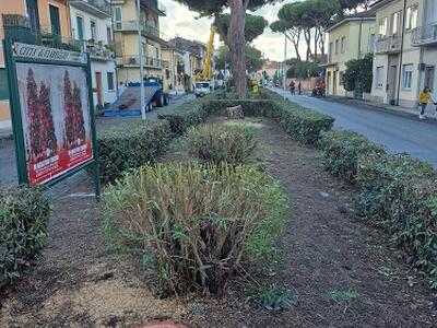 Italia Nostra Versilia: "Pini di via San Francesco, le analisi visive non bastano per determinare la loro pericolosità"