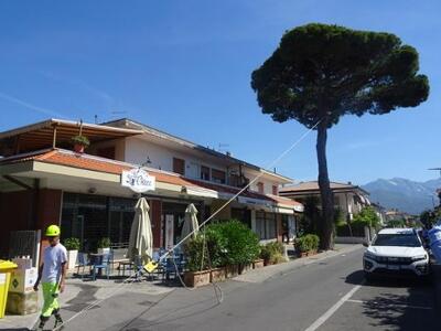 Pino di via Piave a Forte dei Marmi: le verifiche confermano la stabilità dell'albero. Revocata la procedura di abbattimento.