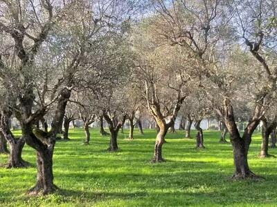 Seravezza: passeggiata tra uliveti, marginette e arte accompagnati dallo storico Lorenzo Marcuccetti
