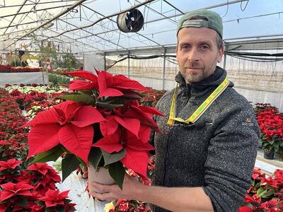 Versilia: Coldiretti Lucca, Stelle di Natale clima-resistenti, vintage e multicolore, la risposta del florovivaismo ai tempi che cambiano