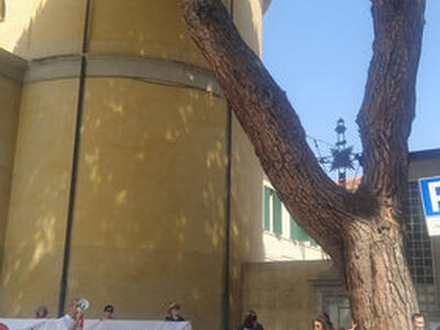 Italia Nostra Versilia: "La Sovraintendenza dice no al taglio del pino di Sant’Andrea"