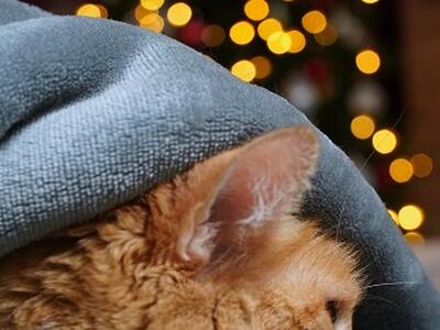 L'appello del Comune di Pietrasanta contro i botti di Capodanno