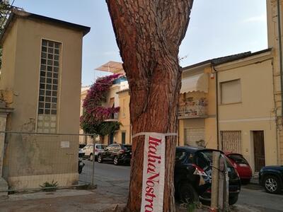Italia Nostra Versilia in merito al pino di piazza Sant'Andrea a Viareggio
