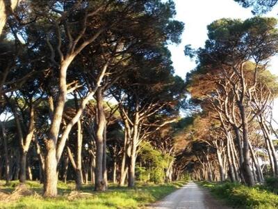 Italia Nostra Versilia per una discontinuità con la precedente gestione del parco di San Rossore