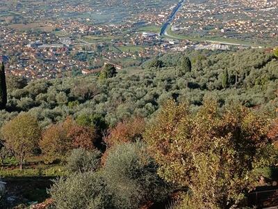 Italia Nostra Versilia fa un esposto contro l'amministrazione comunale di Forte dei Marmi per impedire la costruzione di 23 villette in una zona considerata bosco dalla Regione