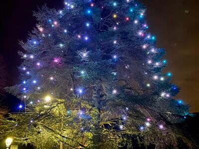 A Stazzema l’albero di Natale più grande e longevo della Versilia