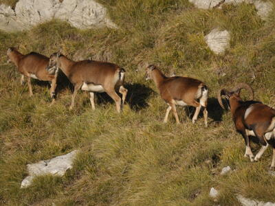 Al via il conteggio primaverile dei mufloni nel Parco delle Alpi Apuane