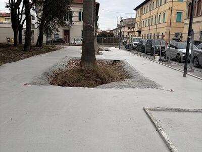 Italia Nostra Versilia: "Riducendo lo spazio vitale agli alberi, con colate di cemento in piazza Piave e piazza della Rimembranza, si prospetta la loro fine"