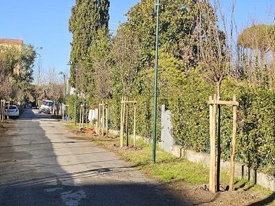 Forte dei Marmi: bilancio verde pubblico con quota 5.833 alberi e incremento netto di 411 piante rispetto al 2024