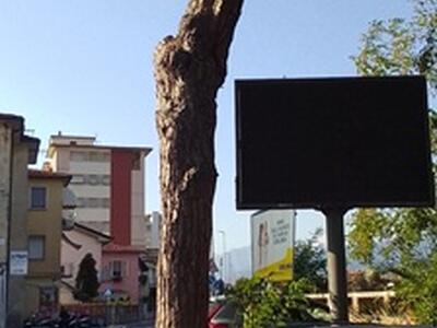 Abbattimento pini in via Cei: Italia Nostra Versilia ha inviato diffida all'Amministrazione di Viareggio