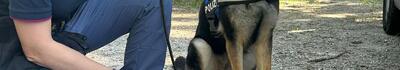 Droga scovata in pineta a Viareggio, grazie al fiuto del cane poliziotto