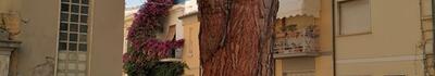 Italia Nostra Versilia in merito al pino di piazza Sant'Andrea a Viareggio