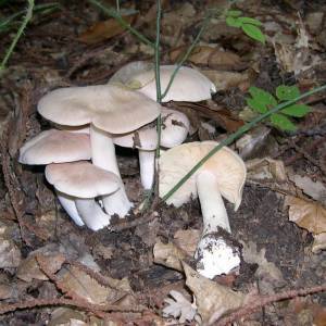 foto 2 - Entoloma_sinuatum_group (1)