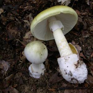 foto 3 - Amanita_phalloides_1