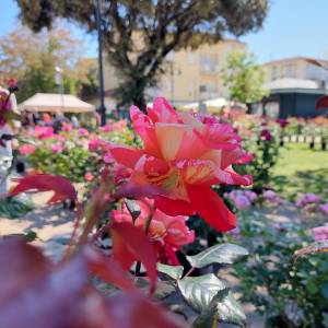 marina_in_fiore_1